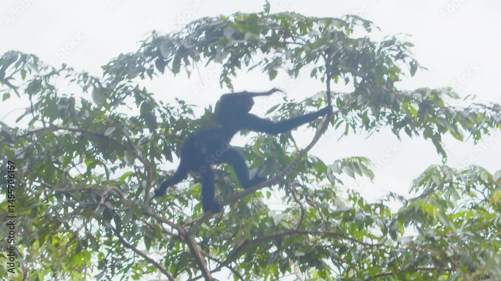 One energetic black spider monkey maneuvers the thick rainforest canopy in Peru jumping from one tree to another