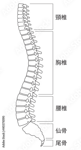背骨　人体
