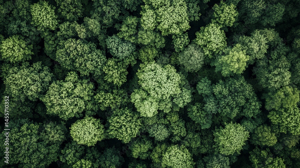Naklejka premium Vibrant Green Forest Canopy Captured From Above Showcasing Diverse Tree Species Under Bright Sunlight in a Serene Natural Environment