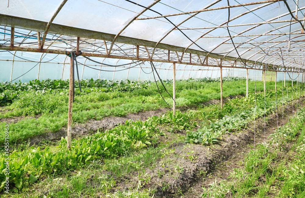 Organic vegetables grown in a polytunnel.