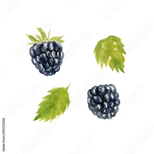 watercolor drawing green leaves and black berries of blackberry isolated at white background, hand drawn botanical illustration