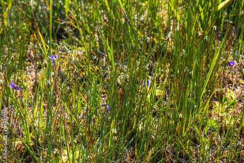 Butterwort flowers on a wet meadow photo