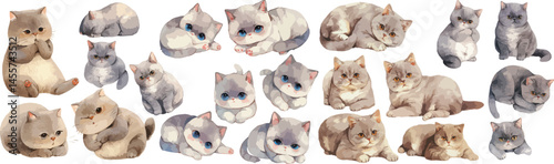 british shorthair watercolor clipart