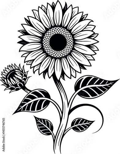 Sketch of sunflower. Hand drawn outline converted to vector. Sunflower Engraved.