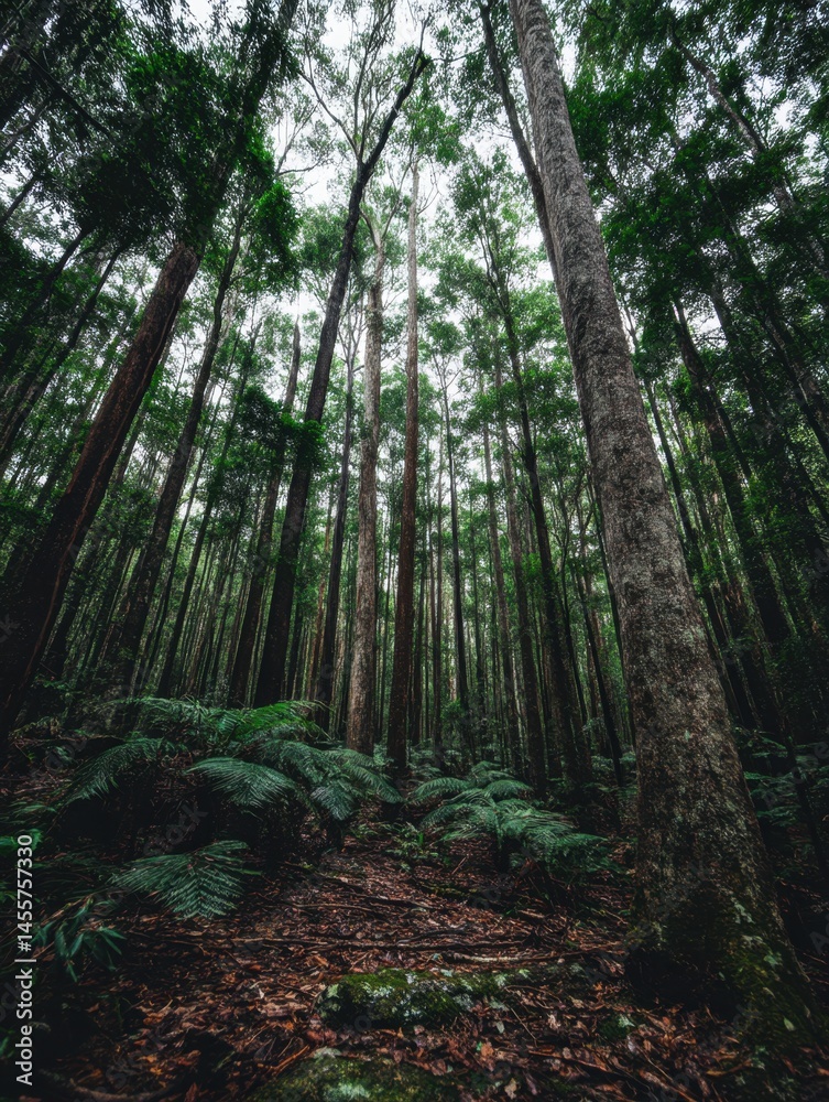 Obraz premium Tranquil Forest Scene with Towering Trees and Lush Green Ferns on the Forest Floor