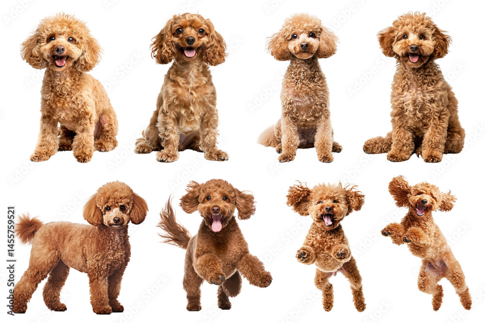 Fototapeta premium PNG Adorable playful poodles posing happily, element set on transparent background