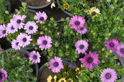 Purple flowers Osteospermum ecklonis African Daisy Cape Marguerite, Purple Cape Marguerite Daisy flower closeup, a floral display of Purple Cape Marguerite Daisy flowers with purple Capitulum, closeup