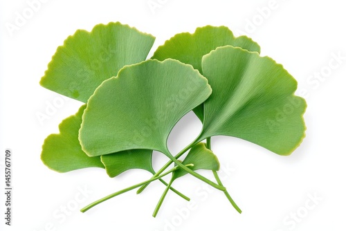 Wallpaper Mural Vibrant green ginkgo biloba leaves isolated on white background leaf plant fresh image nature herbal Torontodigital.ca
