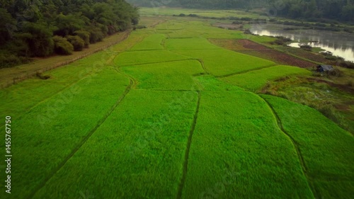 Beautiful ariel shot of paddy fields in Sakleshpura, Karnataka, It is a hill station town in Hassan district in the Indian state of Karnataka.