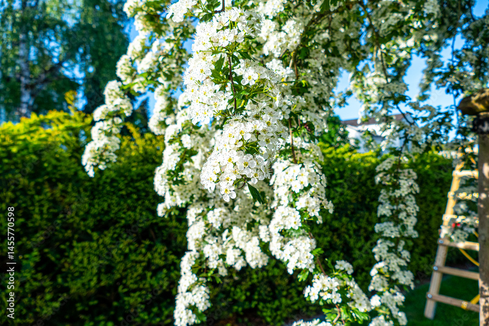 Fototapeta premium Hawthorn (Crataegus oxyacantha) bloom close up