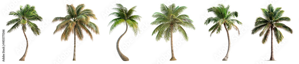 Obraz premium PNG Tropical palm trees collection, element set on transparent background
