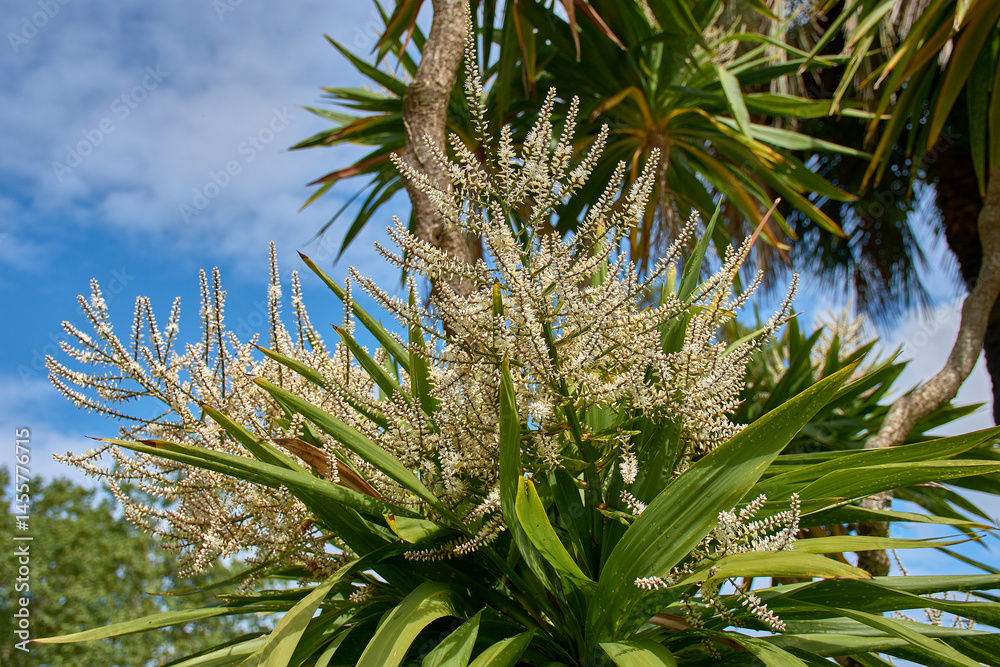 Naklejka premium A beautiful cordyline australis plant showcasing its creamy white flower panicles in the serene setting of Castrelos Park