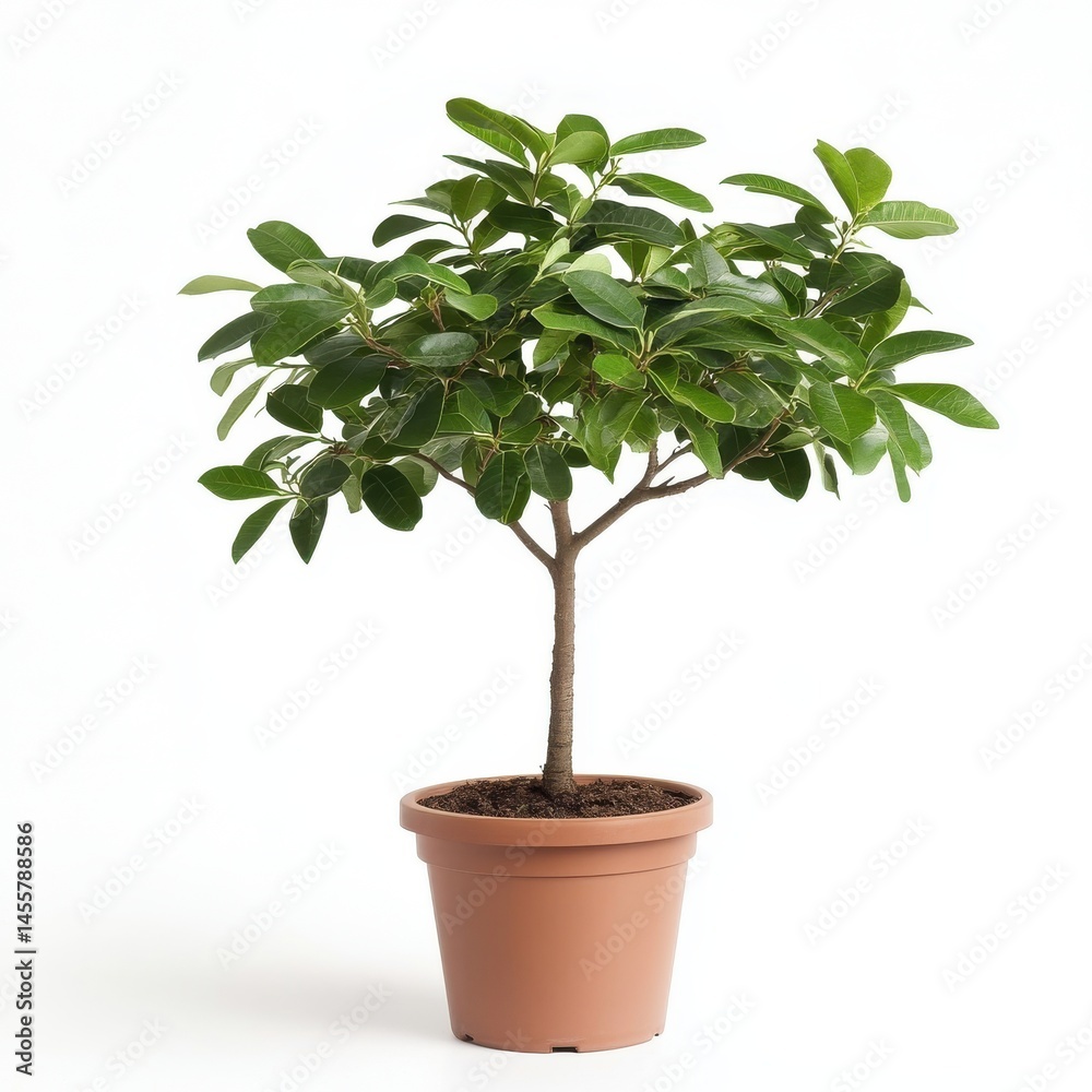Obraz premium Lush Green Potted Plant with Broad Leaves Against White Background