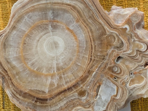fossil wood texture