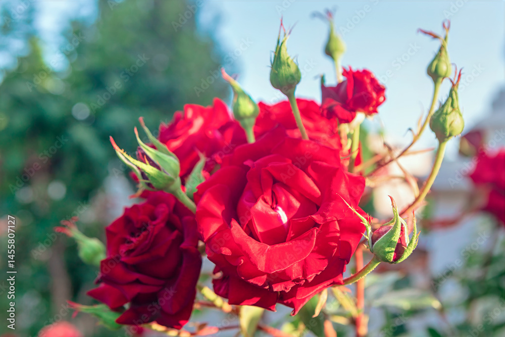 Vibrant red roses in full bloom, with some buds yet to open, set against a blurred background of greenery and sky. Detailed petals and contrast between the red flowers and the green stem
