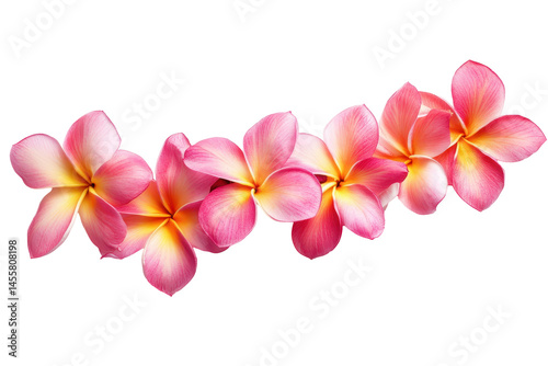 Tropical garland of frangipani flowers illustration perfect for summer celebrations and Hawaiian themed decorations