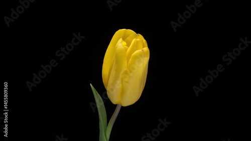 Yellow tulip in full bloom on solid black background. Bright petals contrast with dark background, time lapse.
