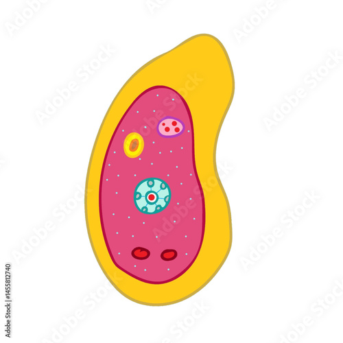 entamoeba histoylitica isolated on white background science illustration.eps