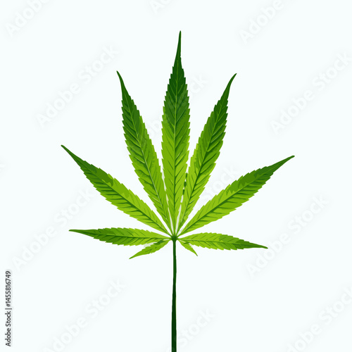 minimalist cannabis leaf isolated on white