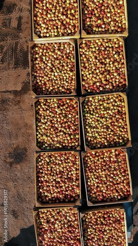 Wallpaper Mural Apple boxes. apple harvest. apple crop. aerial view. top down. large wooden boxes, full of freshly harvested apples, outdoors. apple farming Torontodigital.ca