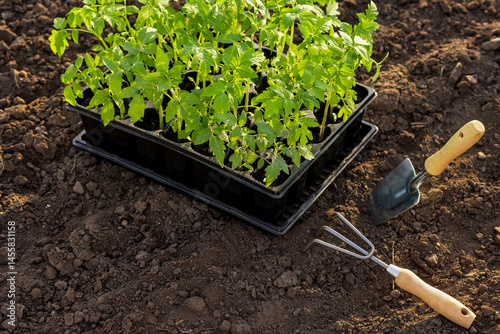 Tomato seedlings in tray with shovel and fork on soil, prepared for outdoor gardening. photo