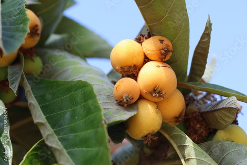 ripe loquat fruits in spring