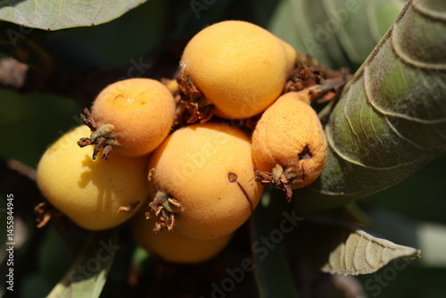 ripe loquat fruits on the tree