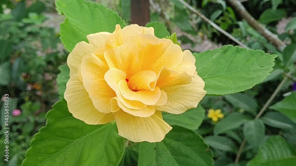 yellow Hibiscus spp.  close-up on tree. photo taken in malaysia