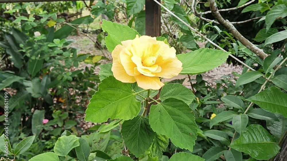 yellow Hibiscus spp.  close-up on tree. photo taken in malaysia