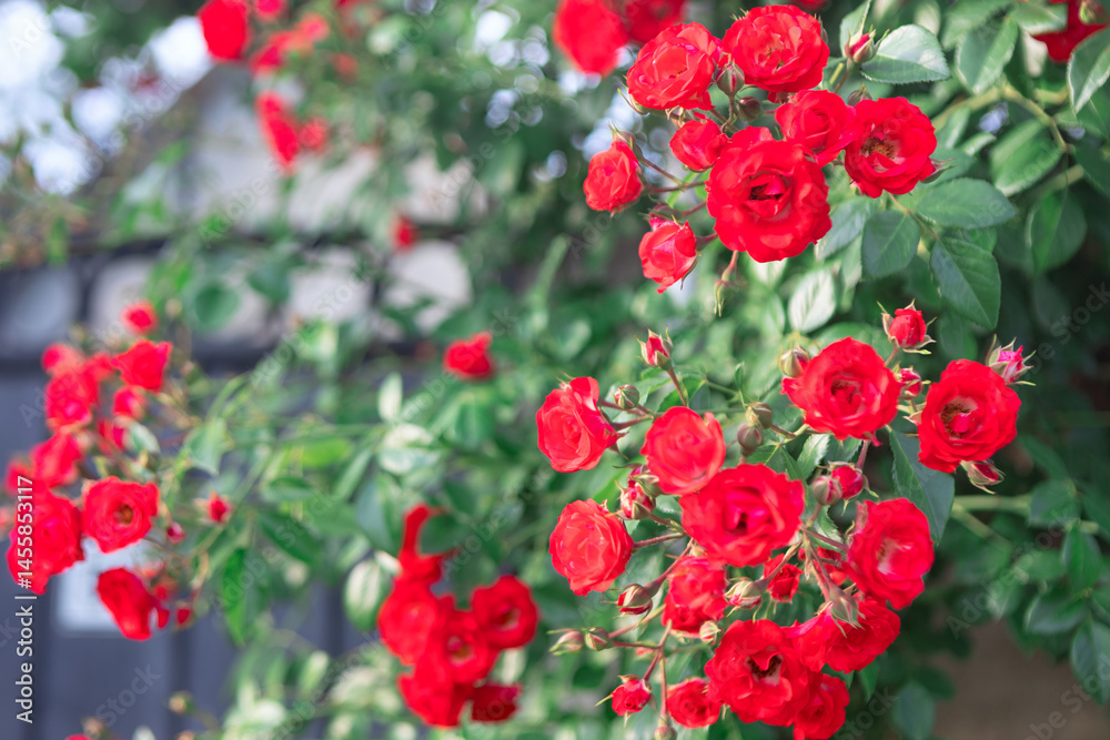 Red roses in full bloom, surrounded by green buds and leaves. Background is slightly blurred, highlighting roses as main focus of photograph, which captures the beauty and detail in a garden setting