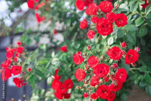 Obraz na płótnie Red roses in full bloom, surrounded by green buds and leaves. Background is slightly blurred, highlighting roses as main focus of photograph, which captures the beauty and detail in a garden setting w salonie