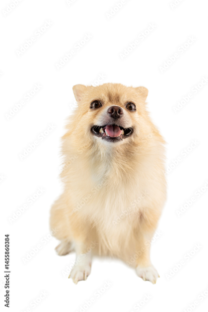 Obraz premium Cute fluffy white Pomeranian puppy, a small spitz breed, isolated on a white studio background