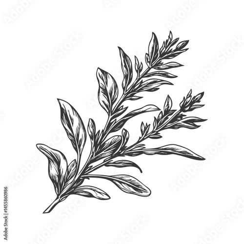 Botanical Herb Branch Black And White Silhouette Illustration. Nature And Herbal Design Element. Isolated Vector Illustration