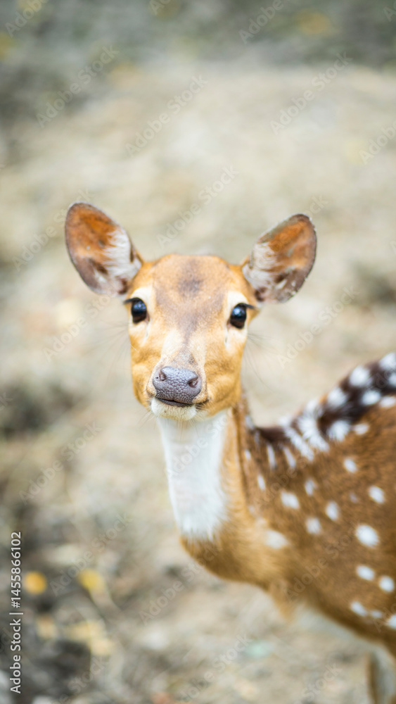 Naklejka premium Close-up of a curious deer looking directly at the camera with soft focus on the background