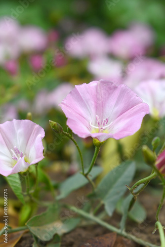 Field bindweed or Convolvulus arvensis or European bindweed or Creeping Jenny with open flowers surrounded with dense green leaves, closeup of Field bindweed flower