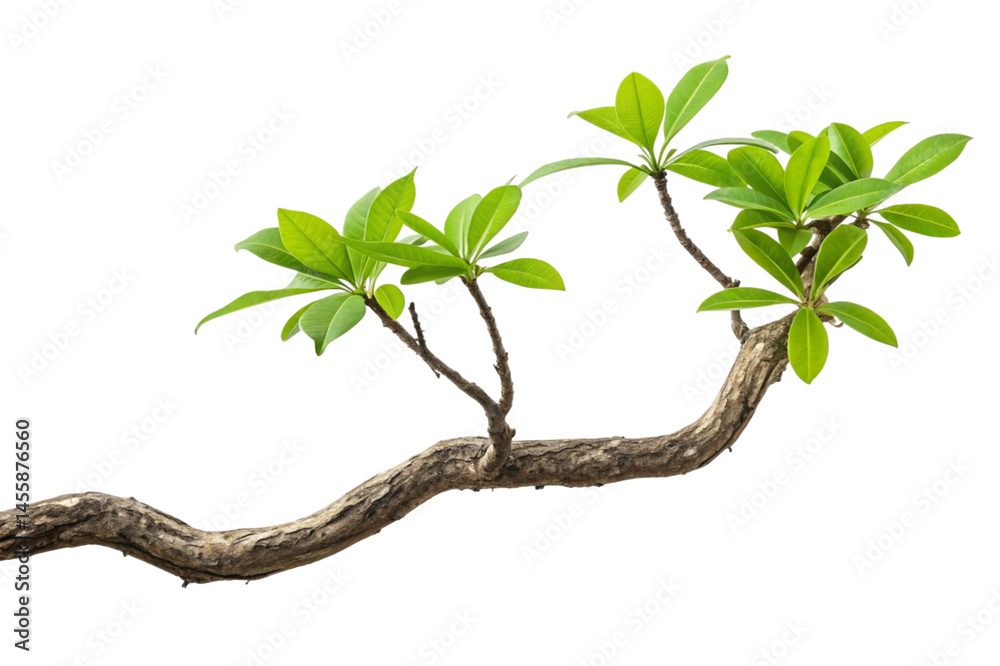 Fototapeta premium tree isolated on white background