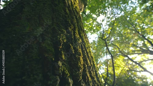 Camera moving around Moist green moss growing on trunk of expand branches, uprisen angle looking of tree in warm day 