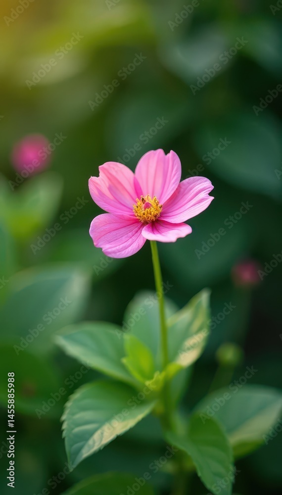 Single pink flower in quiet garden nook, soft focus , garden, soft focus Single pink flower in quiet garden nook, soft focus , garden, soft focus