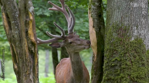 view of a deer eating the bark of a tree