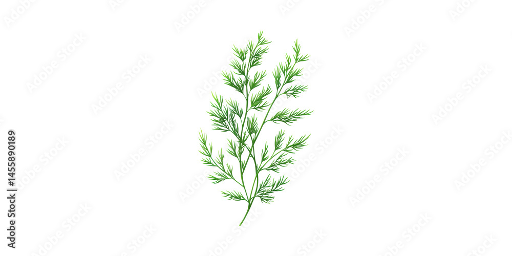 Fresh Dill Herb. Culinary Ingredient For Flavoring And Garnishing Isolated On Transparent Background Fresh Dill Herb. Culinary Ingredient For Flavoring And Garnishing Isolated On Transparent Background