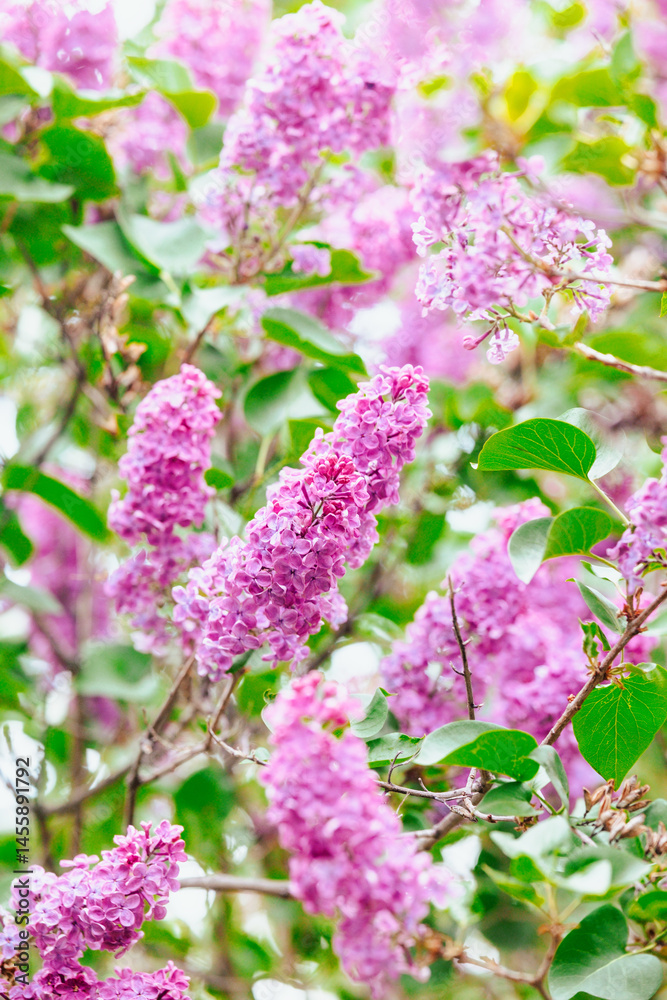 Fototapeta premium Bright purple lilacs bloom in a garden during springtime