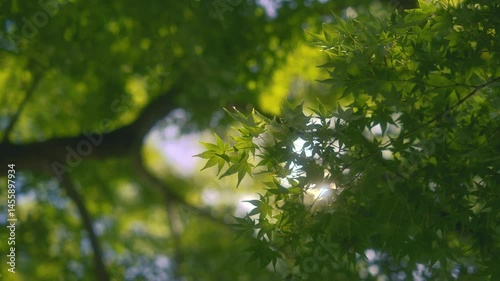 Fresh green leaves maple, with sunlight filtering softly through the canopy above. atmosphere typical of a quiet forest in spring or summer.