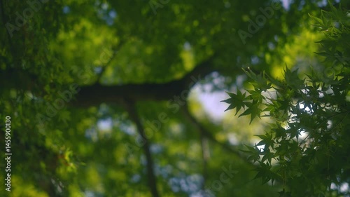 Wind blowing Fresh green leaves maple in a quiet forest in summer