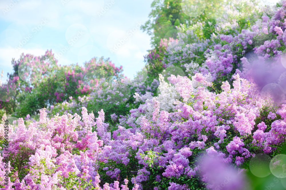 Obraz premium Blooming lilacs fill the garden with vibrant colors in springtime