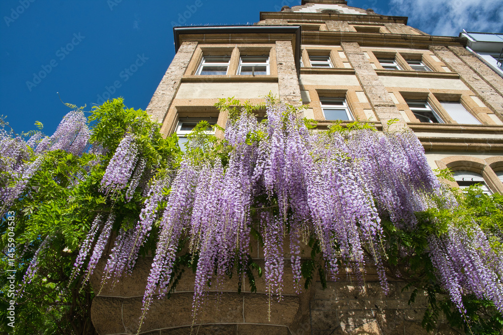 Blauregen an einer hausfassade in Konstanz