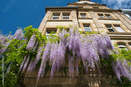 Obraz na płótnie Blauregen an einer hausfassade in Konstanz w salonie