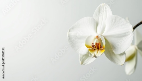 Delicate white orchid blossom on stark white background, background, pure, orchid