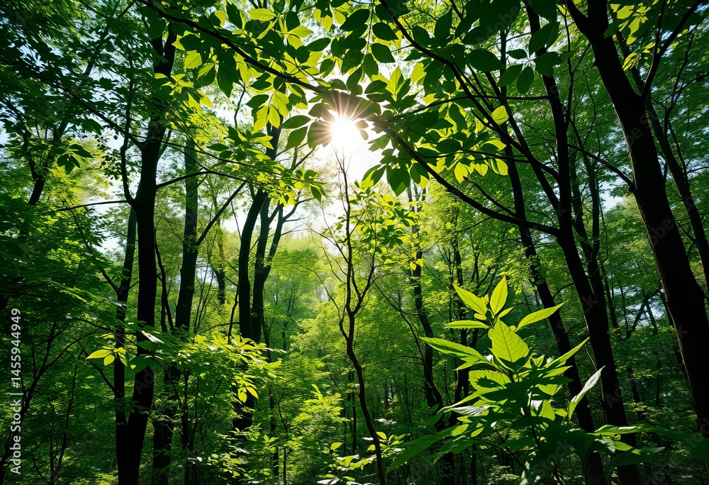 Fototapeta premium Leaves in a forest clearing.