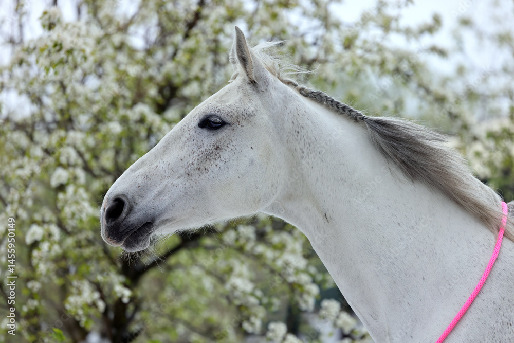 Portrait of a white horse against the background a blossoming apple tree in spring