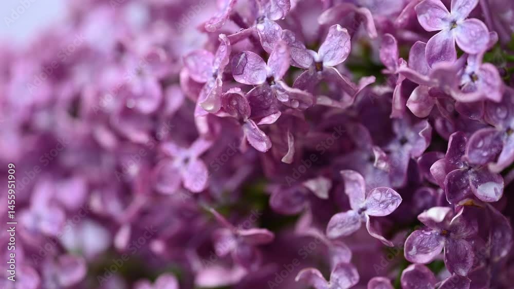 video of a lilac branch video of a lilac branch